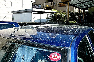 花粉シーズン到来