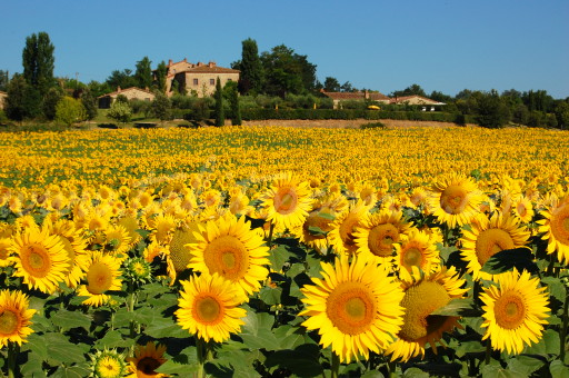 ※※夏季休業のご案内※※