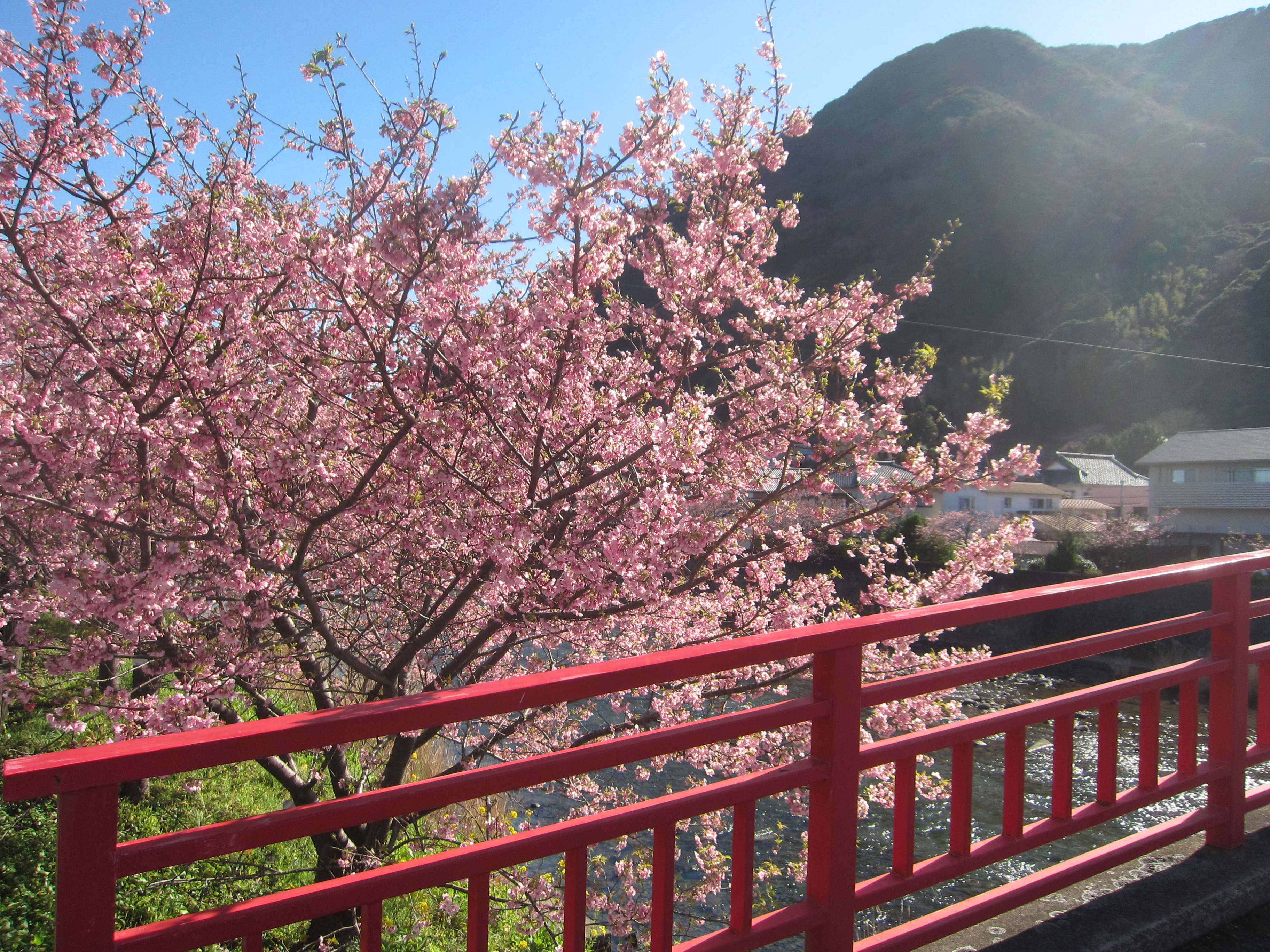 日本一早い お花見どころ・・・