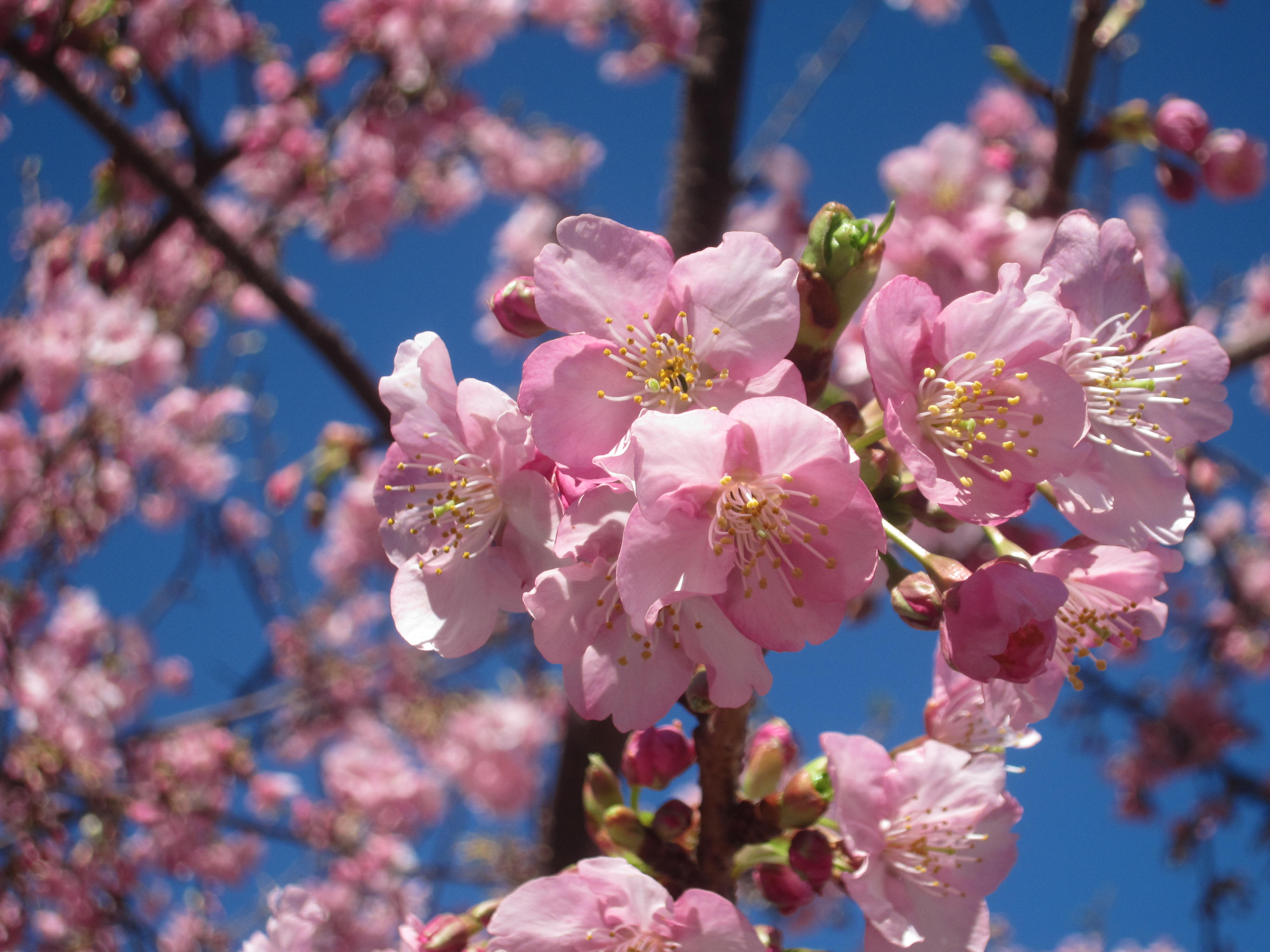 日本一早い お花見どころ・・・