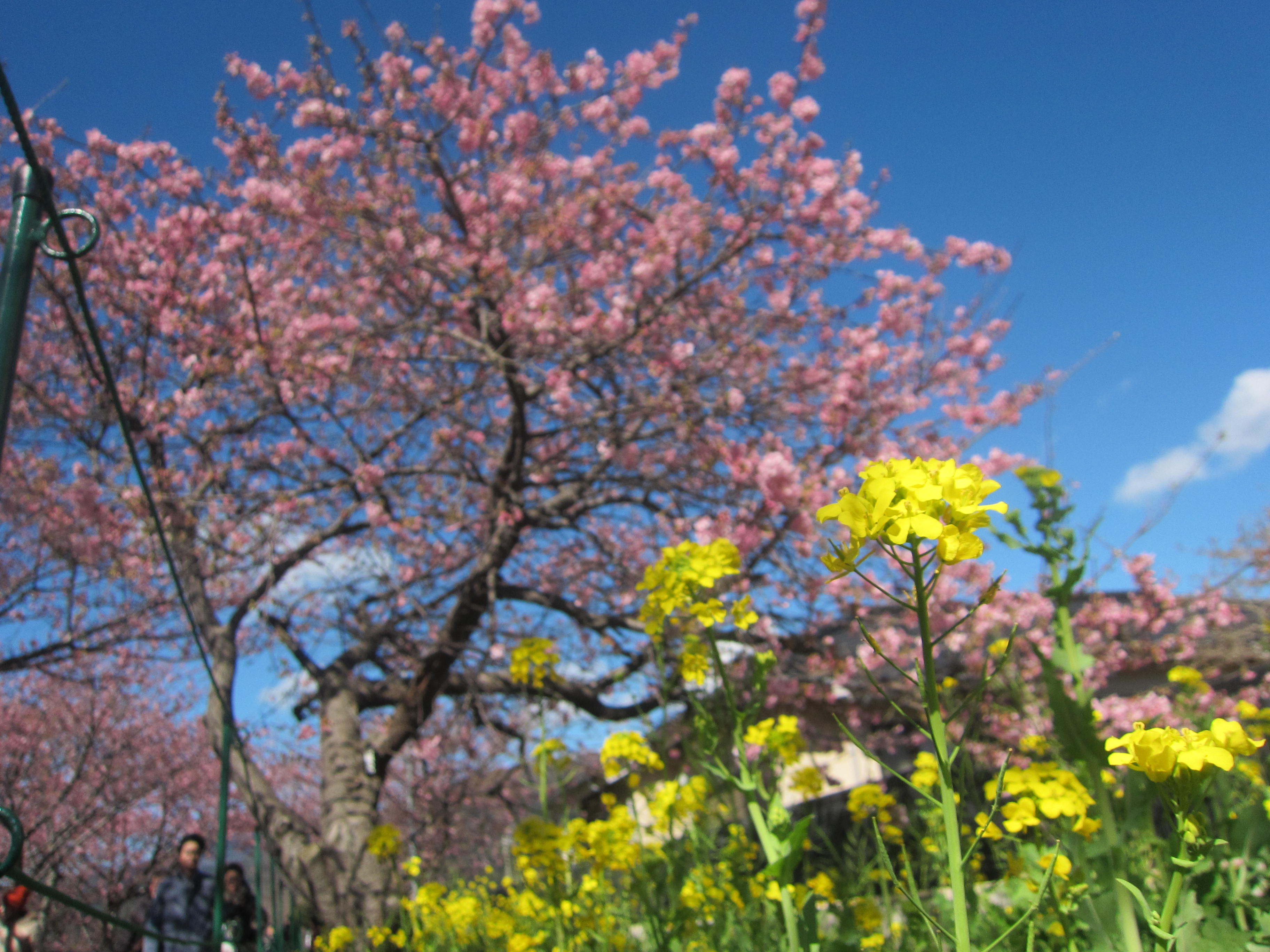 日本一早い お花見どころ・・・