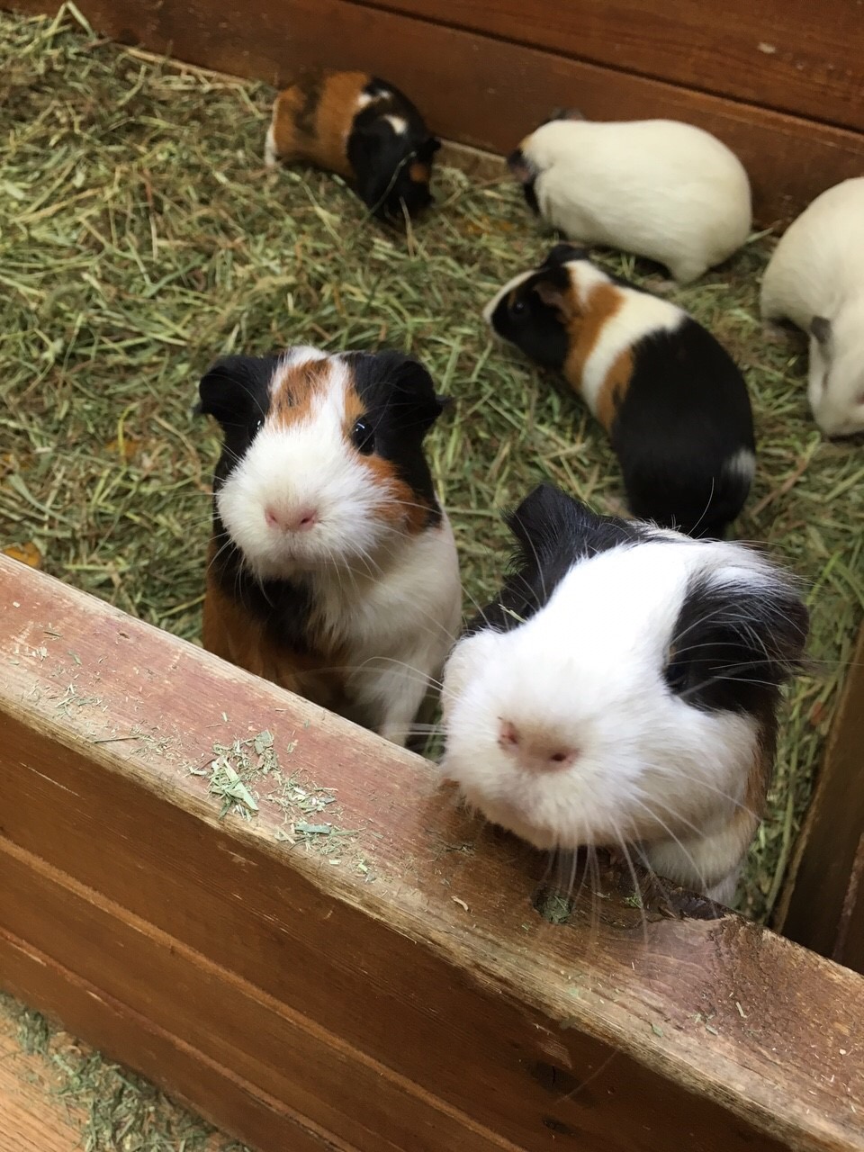 富士サファリパーク