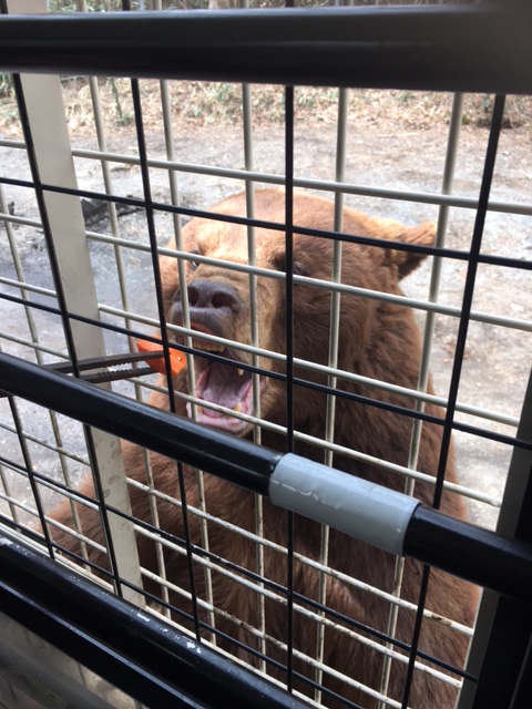 富士サファリパーク