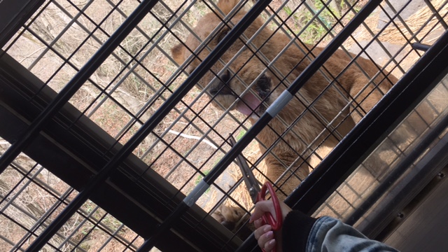 富士サファリパーク