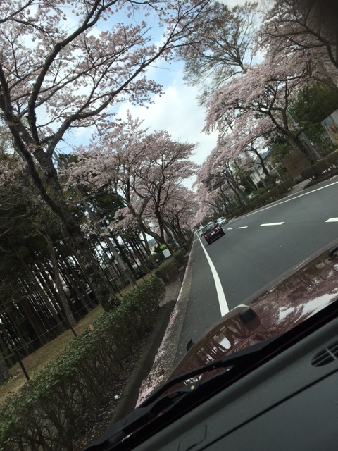 桜並木道