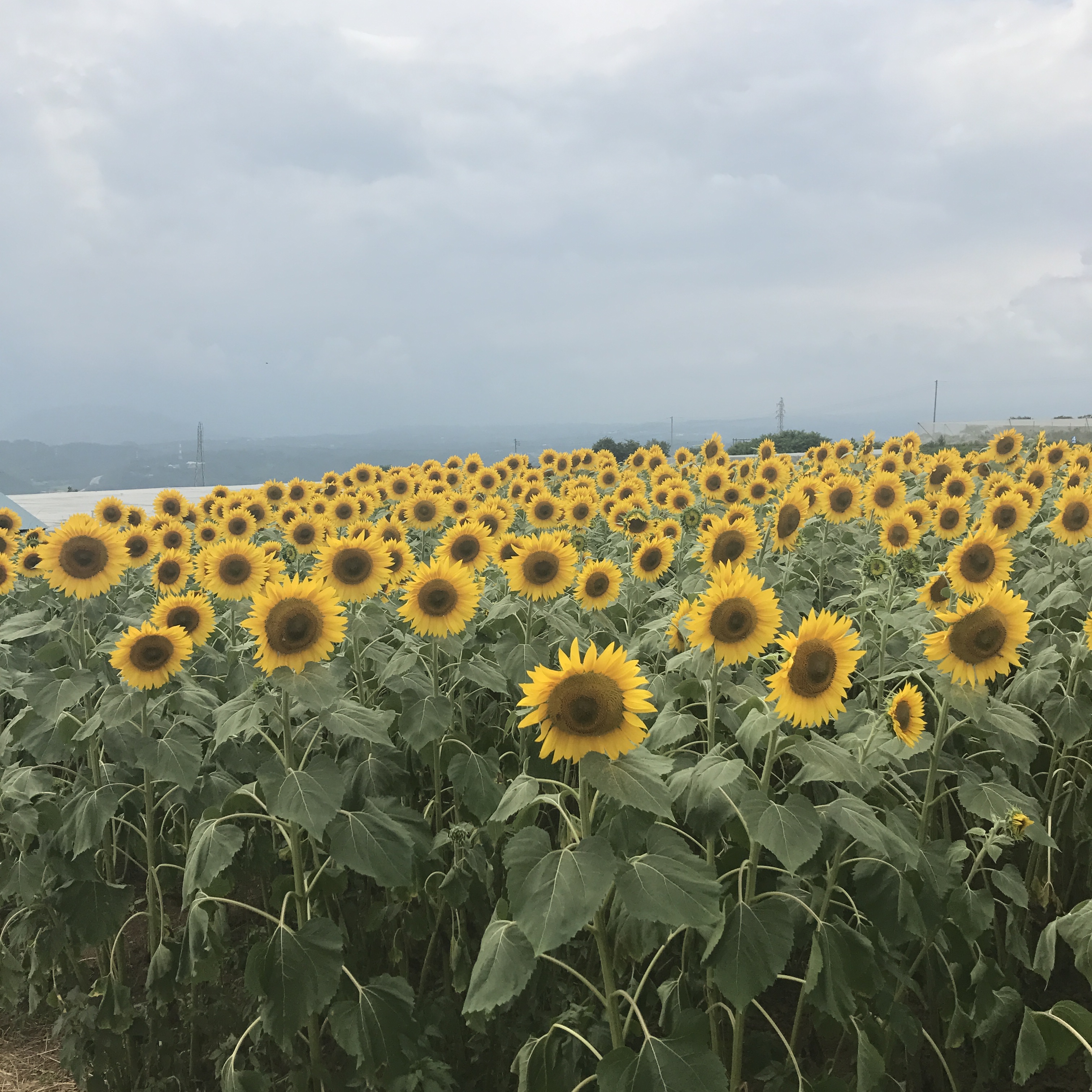 金子の休日（山梨編）