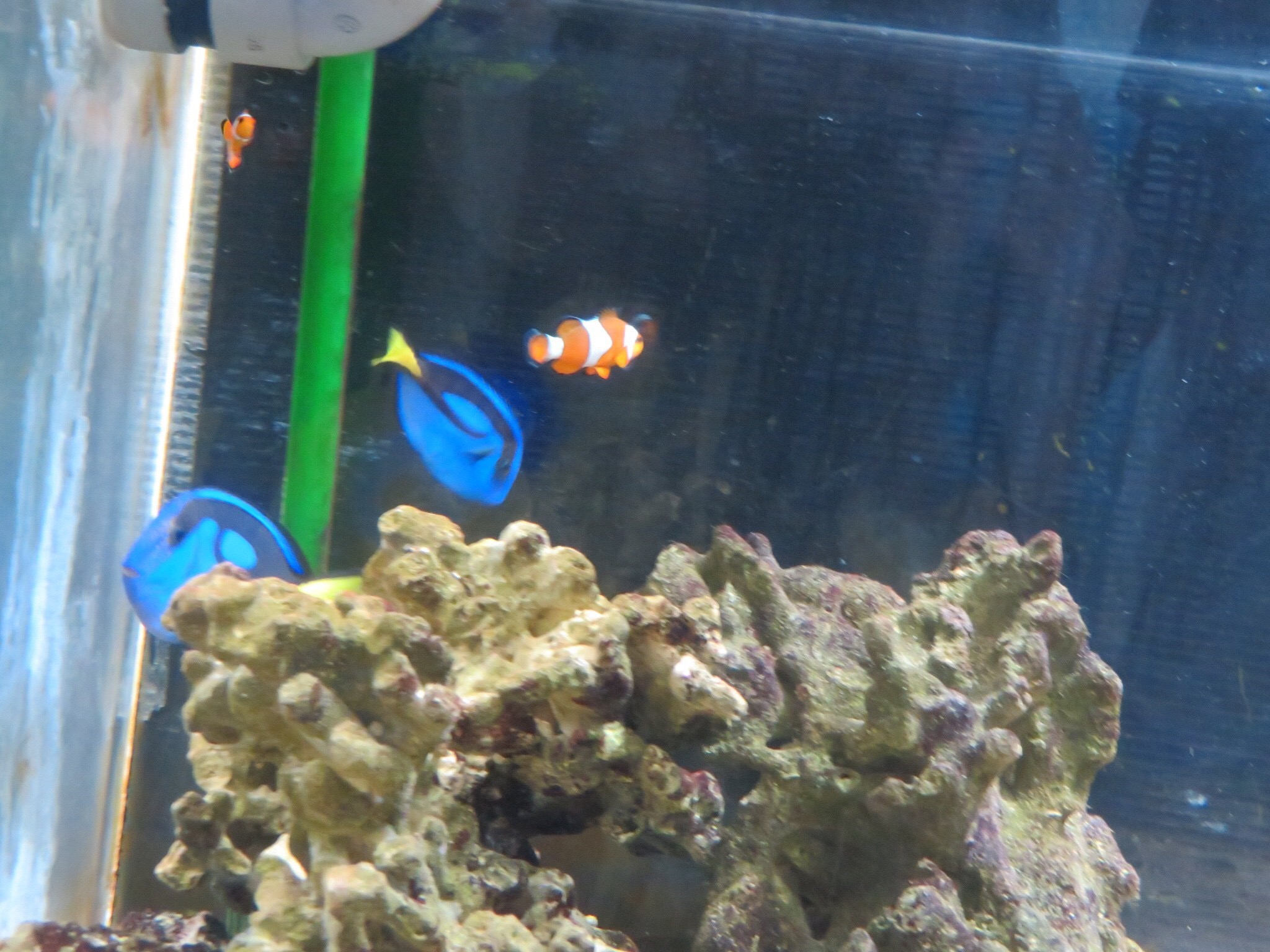 金子の休日（水族館編）