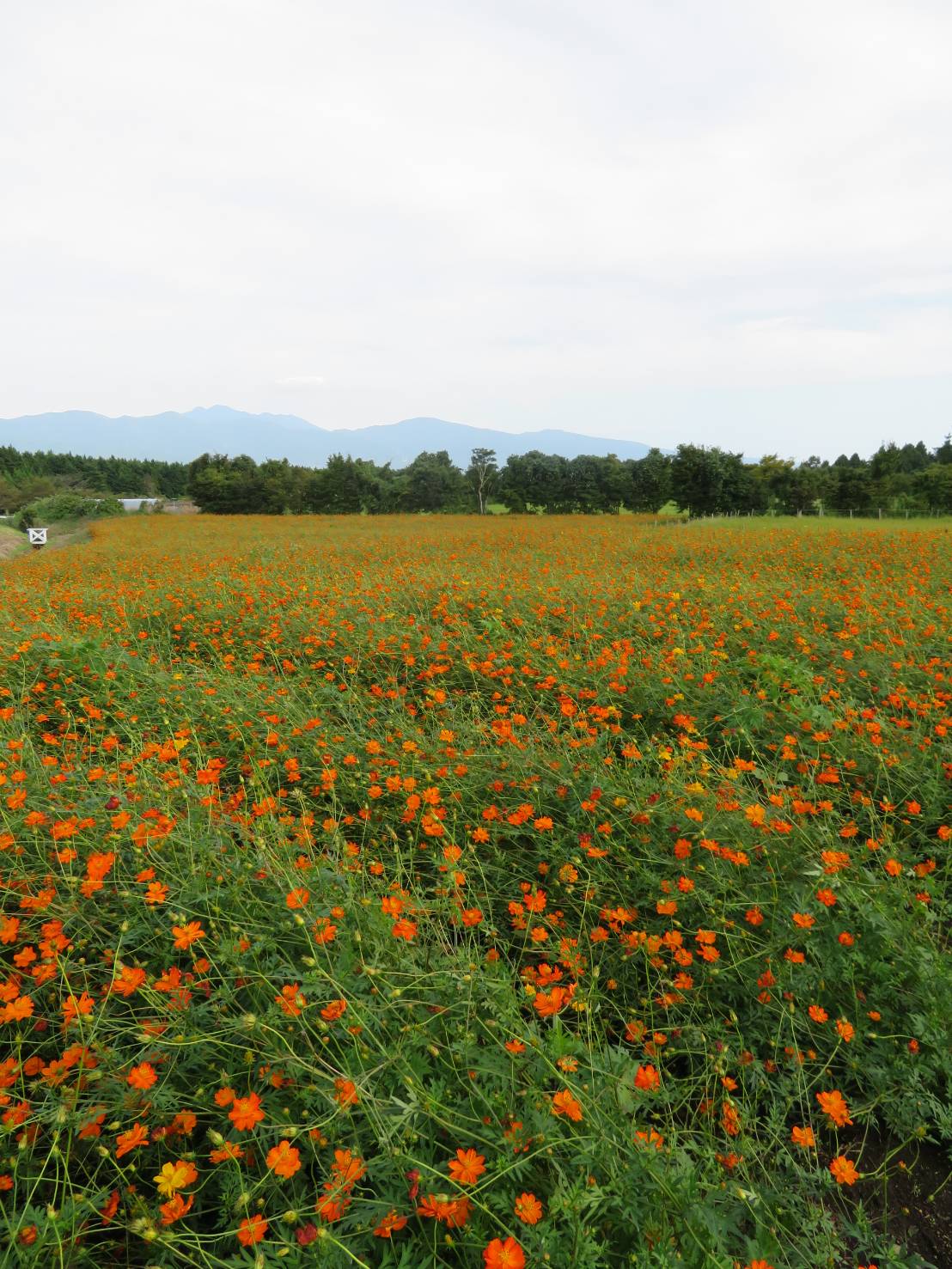 金子の休日（最近の出来事編）