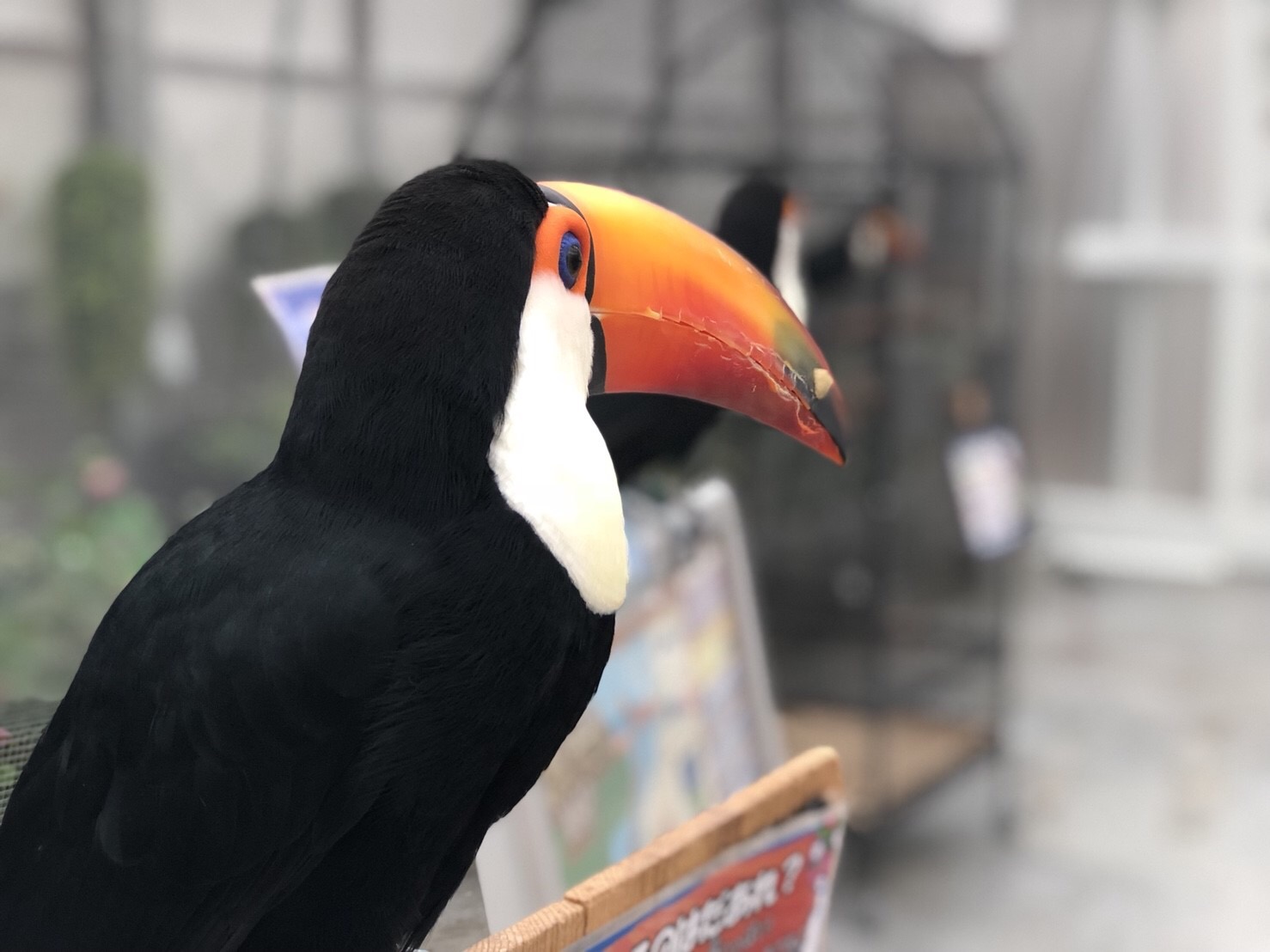 ★掛川花鳥園★