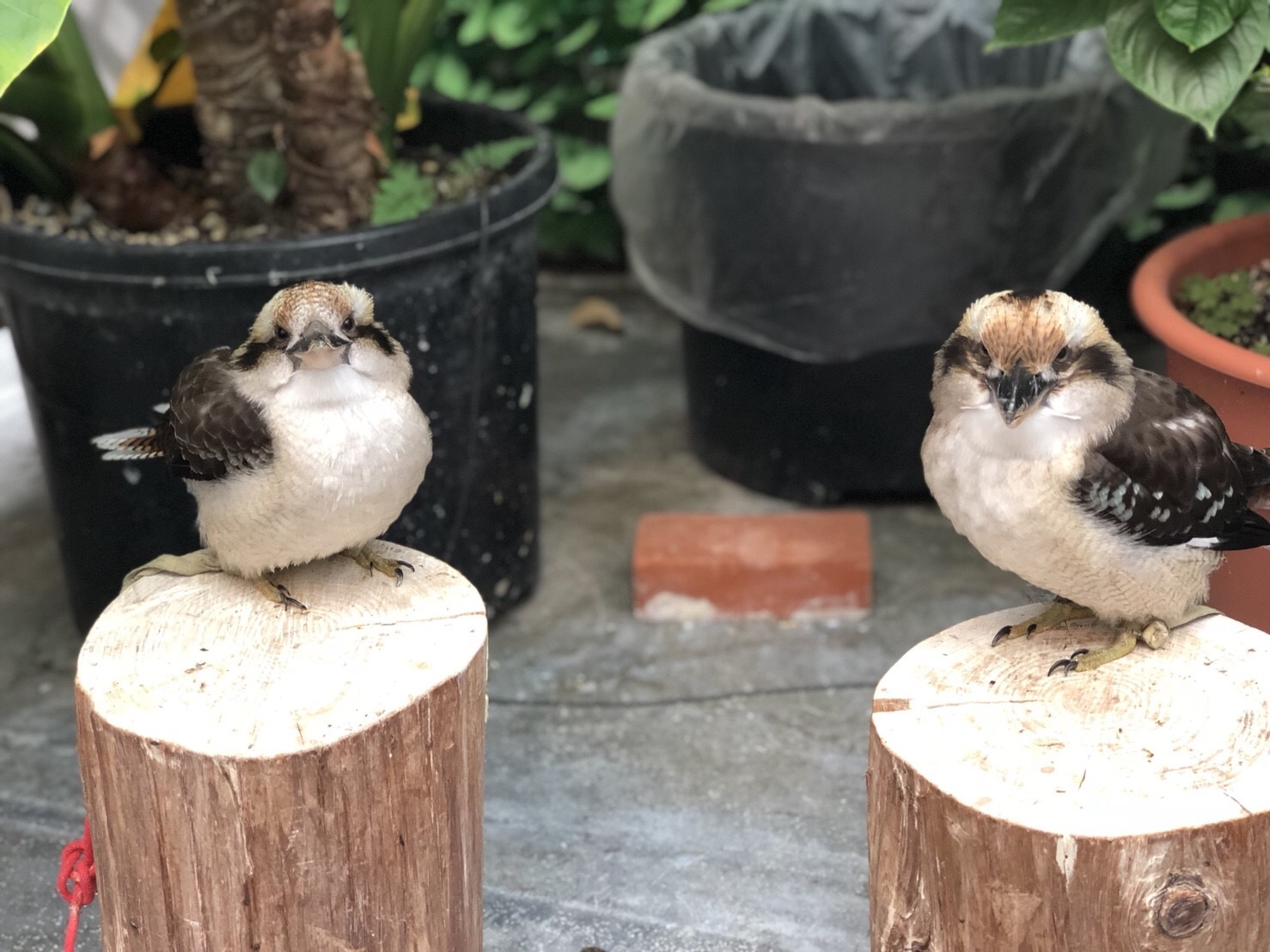 ★掛川花鳥園★