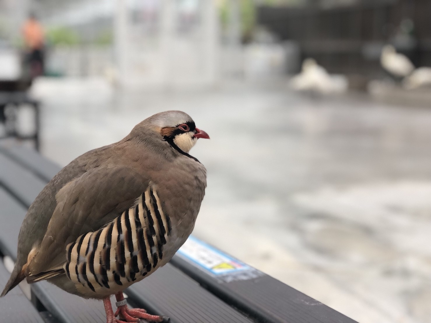 ★掛川花鳥園★