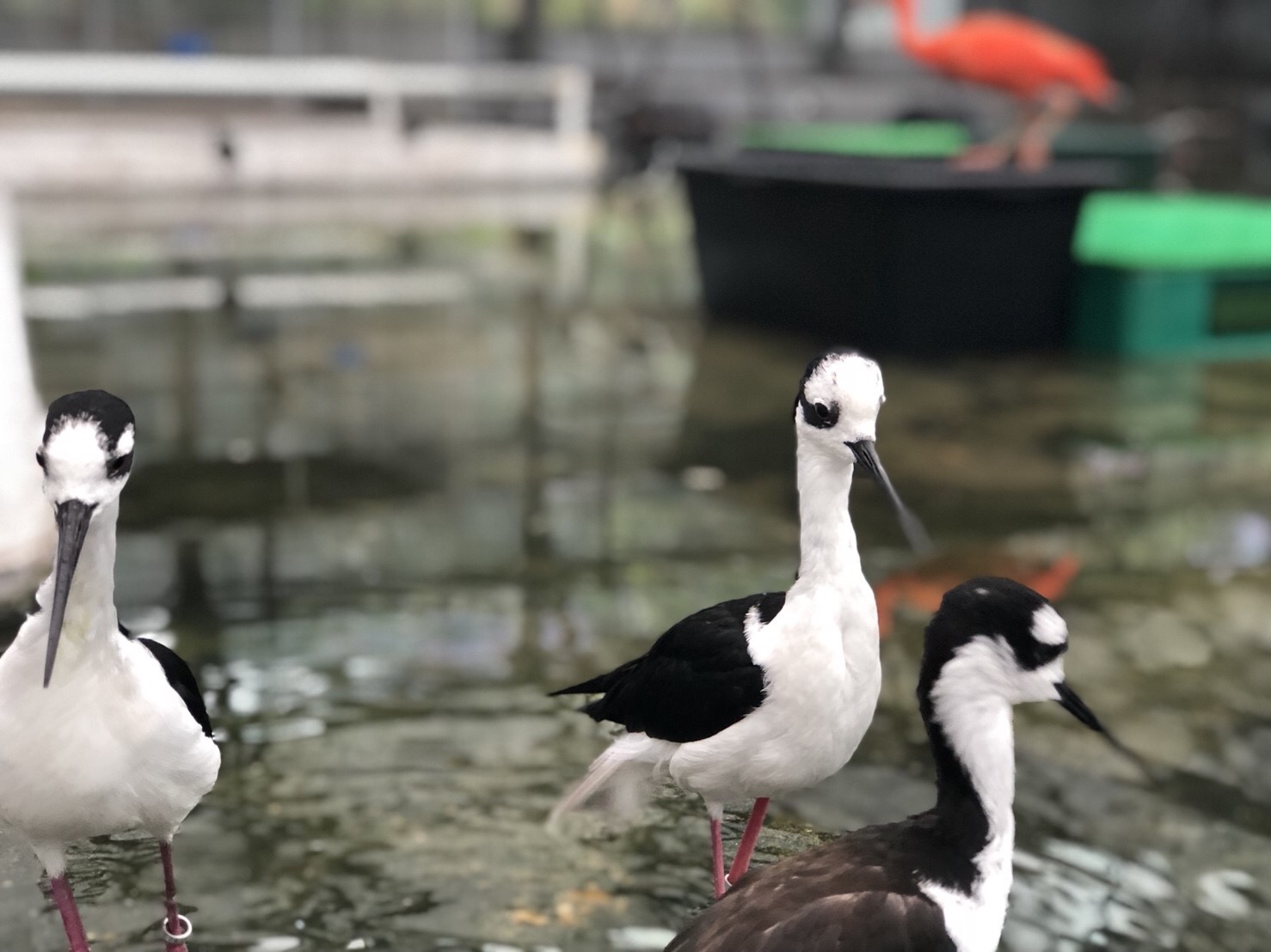 ★掛川花鳥園★
