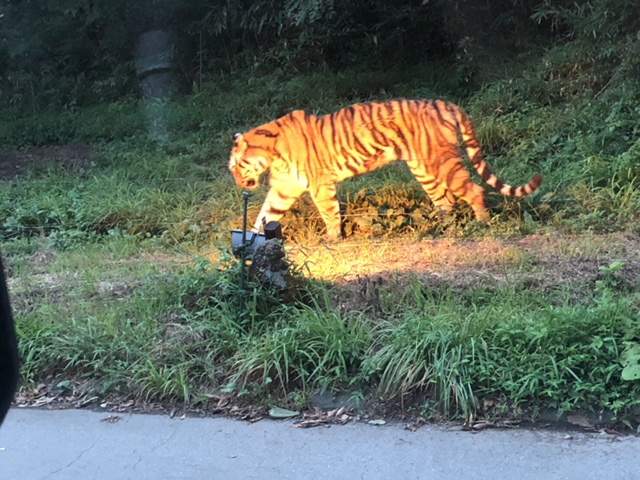 ★ナイトサファリ★