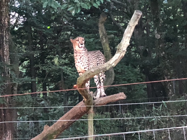 ★ナイトサファリ★