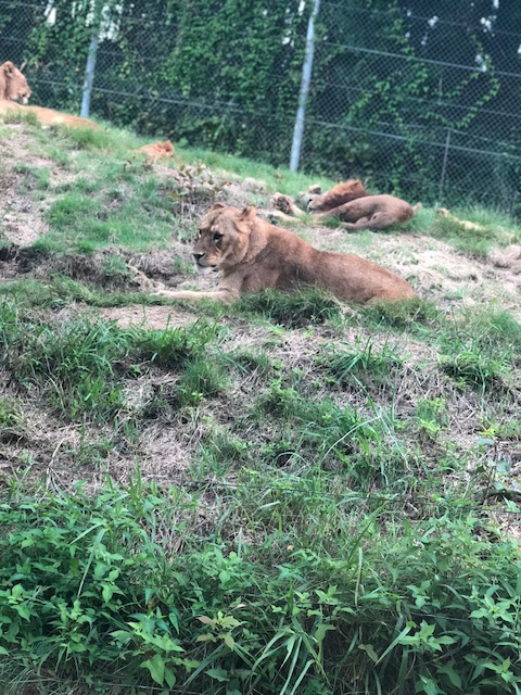 ★ナイトサファリ★