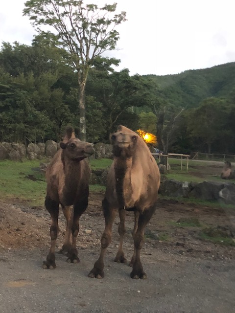 ★ナイトサファリ★