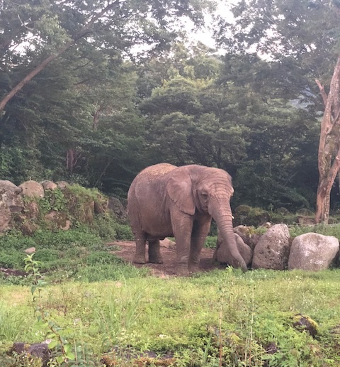 ★ナイトサファリ★