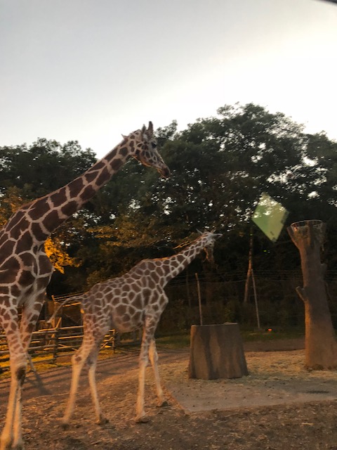 ★ナイトサファリ★